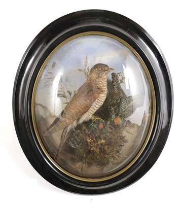 Lot 127 - Taxidermy: A Late Victorian Oval Wall Domed Common Cuckoo (Cuculus canorus), circa 1880-1900, a...