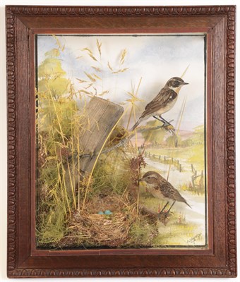 Lot 128 - Taxidermy: A Wall Cased Victorian Pair of Whinchats (Saxicola rubetra), re-cased by A.J....