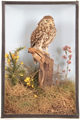 Lot 129 - Taxidermy: A Cased Little Owl (Athene noctua), attributed to Rowland Ward, 166 Piccadilly,...