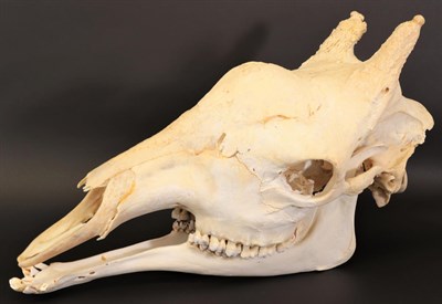 Lot 131 - Skulls/Anatomy: Southern Giraffe (Camelopardalis reticulata), complete prepared full skull,...