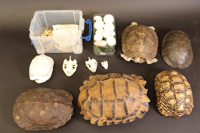 Lot 133 - Herpetology: A Collection of Six Tortoise Shells, Eggs and Skeletal Remains, to include:...