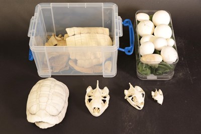 Lot 133 - Herpetology: A Collection of Six Tortoise Shells, Eggs and Skeletal Remains, to include:...