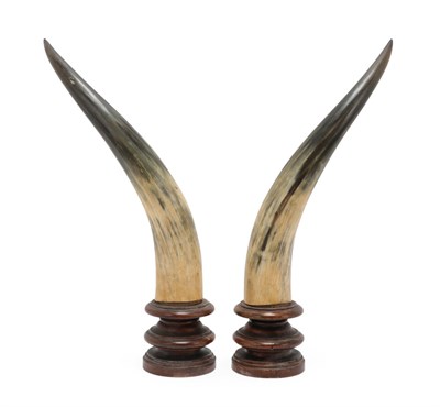 Lot 136 - Antlers/Horns: A Pair of Mounted Steer Horns, circa early 20th century, a pair of adult Steer...