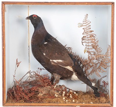 Lot 138 - Taxidermy: A Late Victorian Cased Black Grouse & Cased Possible Extinct Heath Hen or Prairie...