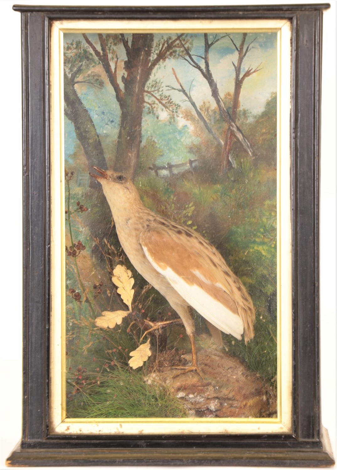Lot 139 - Taxidermy: A Cased Corncrake (Crex crex), circa early 20th century, a full mount adult stood upon a