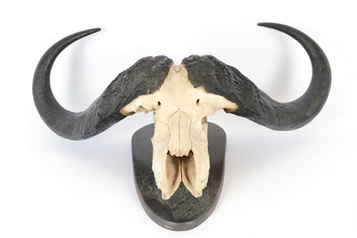 Lot 140 - Antlers/Horns: Cape Buffalo Skull (Syncerus caffer caffer), circa 1970-1980, large adult horns...