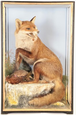 Lot 141 - Taxidermy: European Red Fox Diorama (Vulpes vulpes), by James Hutchings, of Aberystwyth, a full...
