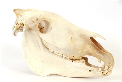 Lot 144 - Skulls/Anatomy: Burchell's Zebra Skull (Equus quagga), modern, complete bleached skull, 52cm by...