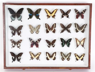 Lot 145 - Entomology: A Large Glazed of Display of World Butterflies, circa 21st Century, a large glazed...