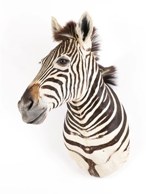 Lot 146 - Taxidermy: A Burchell's Zebra Shoulder Mount (Equus quagga), modern, a superb quality example...