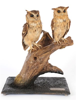 Lot 147 - Taxidermy: A Pair of Collared Scops Owls (Otus lettia), circa 1999, captive bred, by Peter...