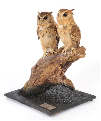 Lot 147 - Taxidermy: A Pair of Collared Scops Owls (Otus lettia), circa 1999, captive bred, by Peter...