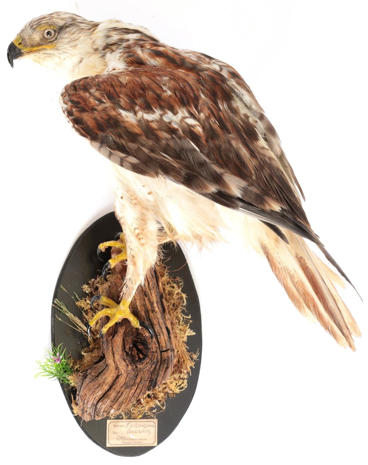 Lot 149 - Taxidermy: A Ferruginous Buzzard (Buteo regalis), circa 1996, captive bred, by David...