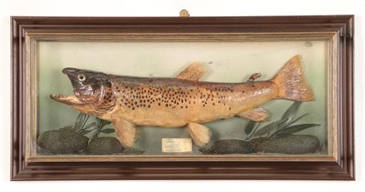 Lot 150 - A Cased Brown Trout (Salmo trutta) circa 05/08/85 preserved and mounted within a naturalistic river