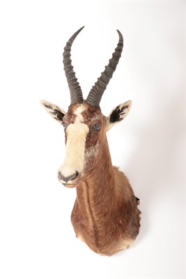 Lot 151 - Taxidermy: Blesbok (Damaliscus phillipsi), modern, South Africa, adult male shoulder mount...