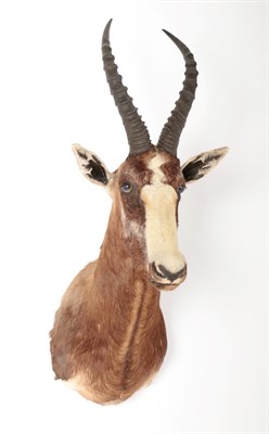 Lot 151 - Taxidermy: Blesbok (Damaliscus phillipsi), modern, South Africa, adult male shoulder mount...