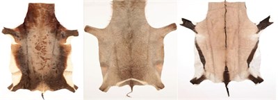 Lot 153 - Hides/Skins: African Game Trophy Skins, modern, South Africa, hide quality tanned hides, to include
