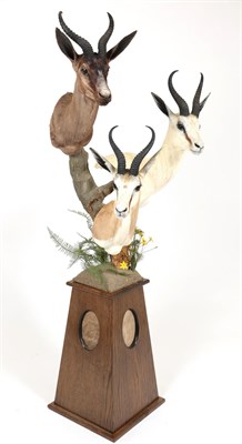 Lot 154 - Taxidermy: South African Springbok (Antidorcas marsupialis), modern, South Africa, all adult...