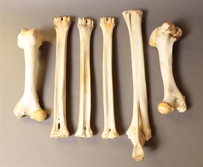 Lot 155 - Bones/Anatomy: Southern Giraffe (Giraffa giraffa), modern, four lower leg bones, together with...