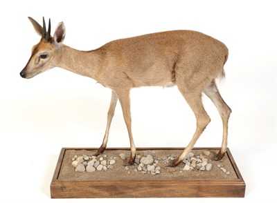 Lot 156 - Taxidermy: Common Grey Duiker (Sylvicapra grimmia), modern, South Africa, a high quality full mount