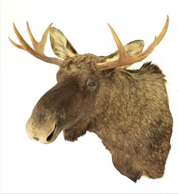 Lot 157 - Taxidermy: European Moose (Alces alces), modern, Sweden, a high quality adult male shoulder...