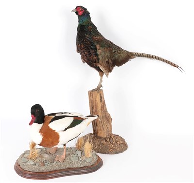 Lot 158 - Taxidermy: European Game Birds, circa late 20th century, a full mount adult drake Shelduck,...