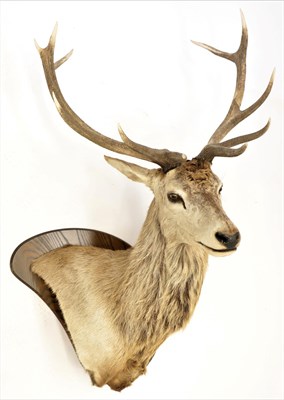Lot 159 - Taxidermy: European Red Deer (Cervus elaphus), modern, a superb high quality side mounted...