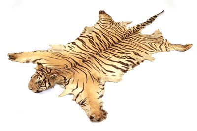 Lot 161 - Taxidermy: Indian Tiger Skin (Panthera tigris tigris), circa 1900-1920, juvenile skin rug with head