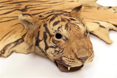 Lot 161 - Taxidermy: Indian Tiger Skin (Panthera tigris tigris), circa 1900-1920, juvenile skin rug with head