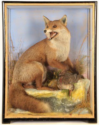 Lot 168 - Taxidermy: European Red Fox Diorama (Vulpes vulpes), by James Hutchings, of Aberystwyth, a full...
