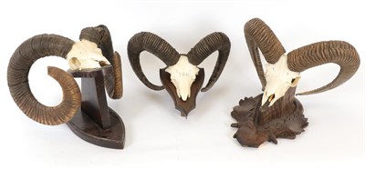 Lot 169 - Antlers/Horns: European Mouflon (Ovis orientalis musimon), circa 1980 & 1999, adult horns...