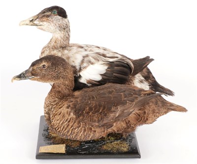 Lot 170 - Taxidermy: A Pair of Faroe Isle's Common Eider Ducks (Somateria mollissima), circa 2013, by...