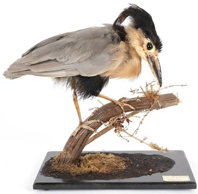 Lot 172 - Taxidermy: A Boat-Billed Heron (Cochlearius cochlearius), circa 2002, captive bred, by Peter...