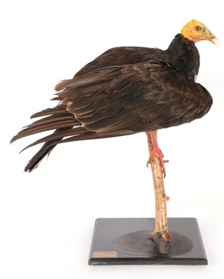 Lot 173 - Taxidermy: A Greater Yellow-Headed Vulture (Cathartes melambrotus), circa 2010, captive bred,...