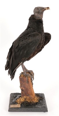 Lot 174 - Taxidermy: A Black Vulture (Coragyps atratus), circa 2002, captive bred, by Peter Farrington,...