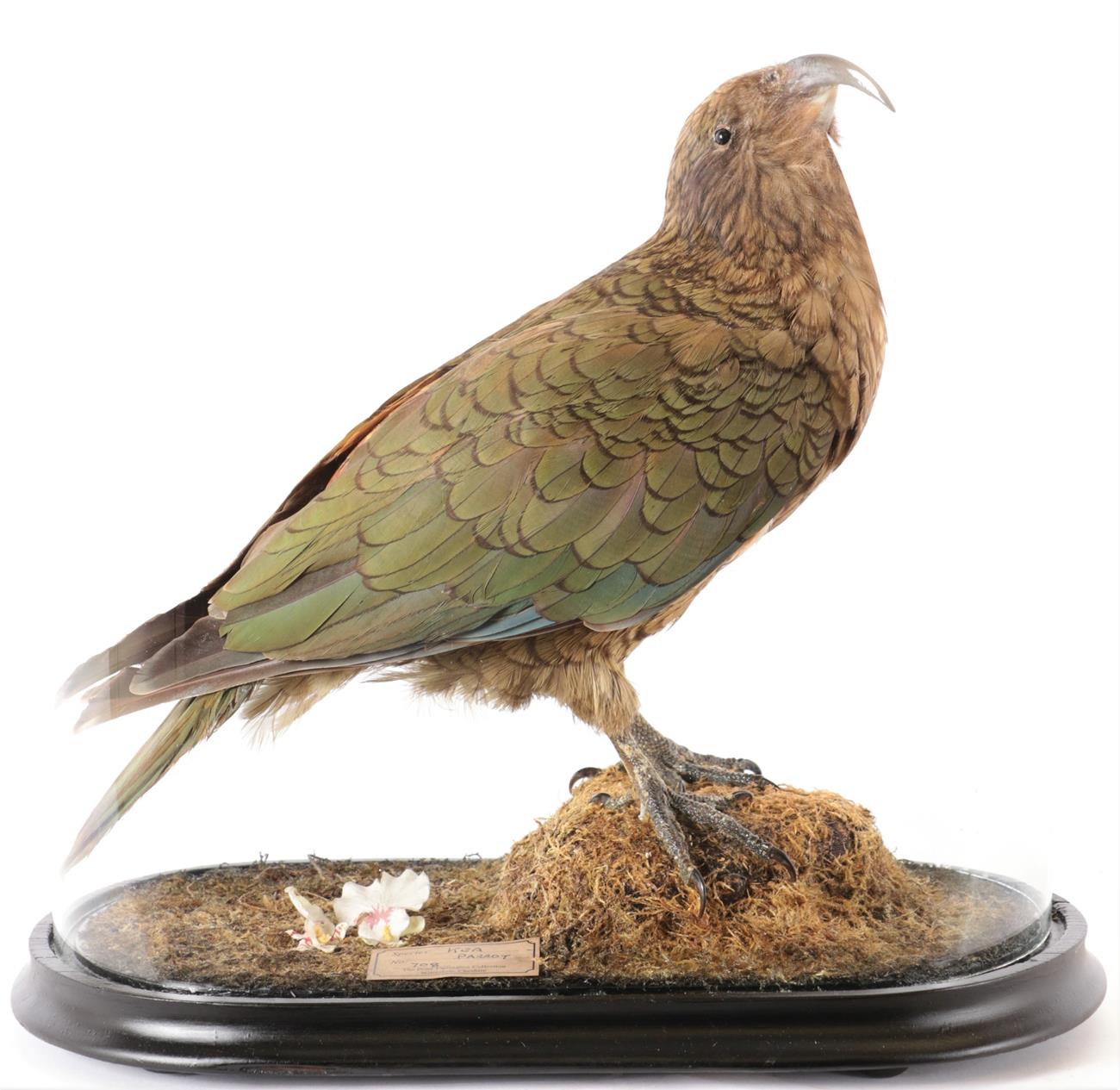 Lot 175 - Taxidermy: A New Zealand Kea (Nestor notabilis), circa 2002, captive bred, by Peter Farrington,...