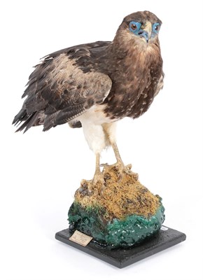 Lot 176 - Taxidermy: Blue Chested Buzzard-Eagle (Geranoaetus melanoleucus), circa mid-late 20th century,...