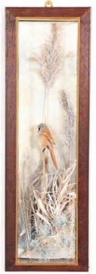 Lot 177 - Taxidermy: A Wall Cased Bearded Reedling (Panurus biarmicus), modern, by A.J. Armitstead,...