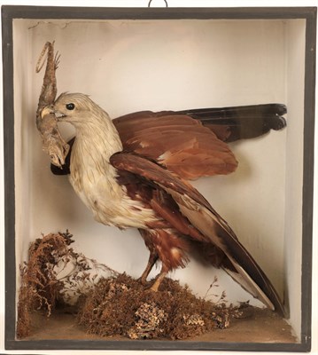 Lot 180 - Taxidermy: Brahminy Kite (Haliastur indus), circa 1900-1920, full mount adult with wings...