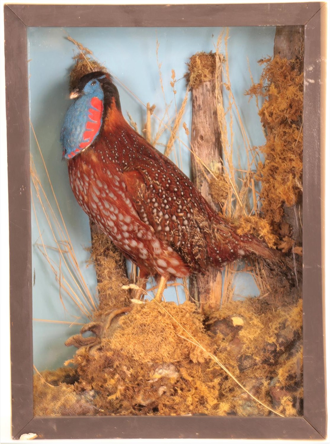 Lot 181 - Taxidermy: Temminck's Tragopan (Tragopan temminckii), circa mid-20th century, full mount adult male