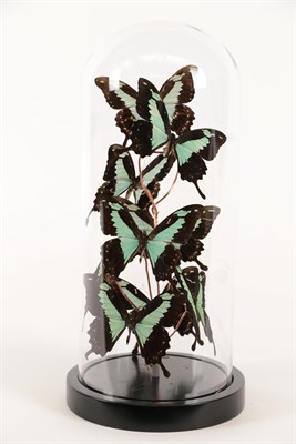 Lot 182 - Entomology: A Diorama of African Swallowtail Butterflies, modern, a layered diorama of nine...