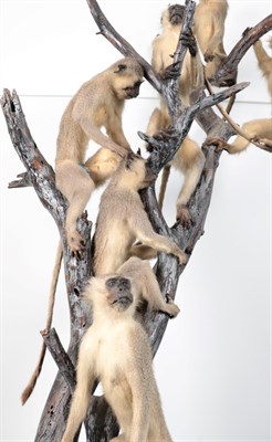Lot 183 - Taxidermy: A Troop of Vervet Monkey's in a Tree (Chlorocebus pygerythrus), circa 2003, South...