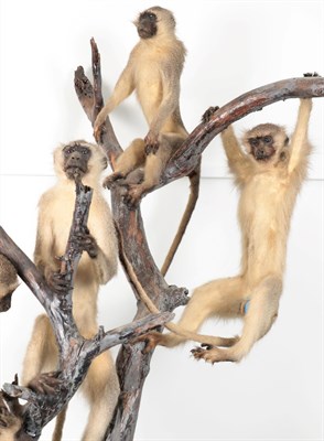 Lot 183 - Taxidermy: A Troop of Vervet Monkey's in a Tree (Chlorocebus pygerythrus), circa 2003, South...