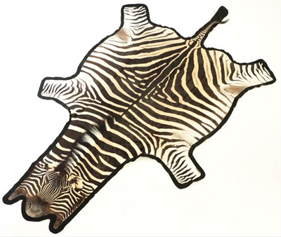 Lot 184 - Taxidermy: Burchells Zebra Flat Skin (Equus quagga), modern, South Africa, a very high quality...