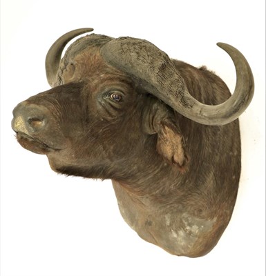 Lot 185 - Taxidermy: Cape Buffalo (Syncerus caffer), modern, South Africa, high quality large adult male...