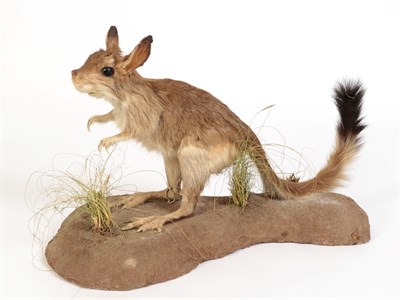 Lot 186 - Taxidermy: South African Springhare (Pedetes capensis), modern, South Africa, a high quality...