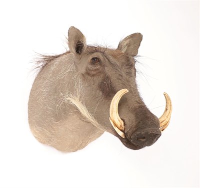 Lot 189 - Taxidermy: Common Warthog (Phacochoerus africanus), modern, South Africa, high quality juvenile...