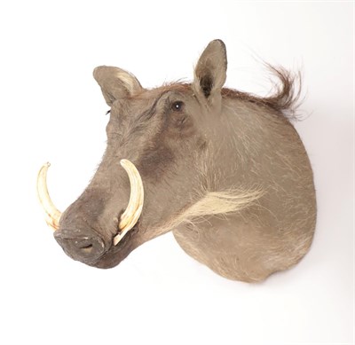 Lot 189 - Taxidermy: Common Warthog (Phacochoerus africanus), modern, South Africa, high quality juvenile...