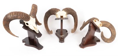 Lot 191 - Antlers/Horns: European Mouflon (Ovis orientalis musimon), circa late 20th century, three sets...