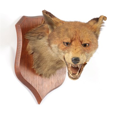 Lot 192 - Taxidermy: Red Fox Mask (Vulpes vulpes), circa 1920, by Peter Spicer & Sons, Taxidermists,...